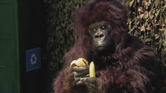 公园里大猩猩用香蕉皮整蛊路人，看着逗比表情