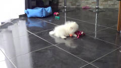 三个月大的小博美犬在地上玩耍，主人一逗它它