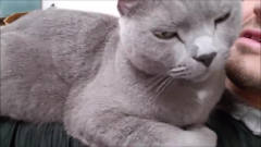 日本大叔逗猫日常：俄罗斯蓝猫跟大叔撒娇，但