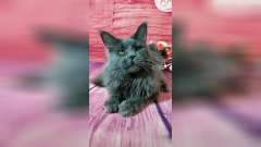 黑猫经美颜滤镜之后变白猫，这位主人你是来搞