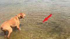 狗狗对着水里的鱼狂吠，鱼儿生气冲向狗狗，镜