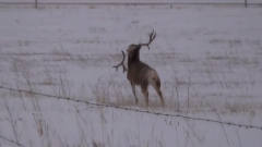 野鹿在雪地尽情玩耍，突然搞笑的一幕发生，野