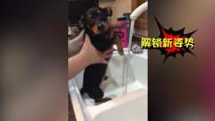 犬界也不给单身狗生存