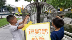 逗”鹦鹉打架“秘笈！农村娃真能玩，北京乡村