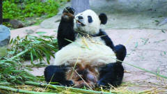 熊猫抱着竹子吃得入迷，*爸蹿出来抢竹子，国宝