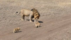 看看这只雄狮是怎么带孩子的，简直就是当爹带