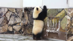 熊猫想偷偷溜出去玩，不料被*爸逮了个正着，下