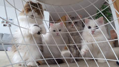 猫咪围观被关在笼子里的猫，这反应看着也太逗