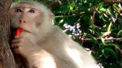猴子抢走游客的辣椒，坐在树上一口吞下，下一