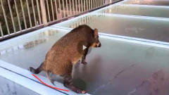 玻璃天桥出现一只野猪，走路的样子太搞笑了，