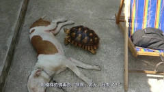 谁说乌龟是最慢的动物，狗老大睡着了，龟老二
