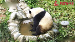大熊猫：团子躺水坑睡觉，结果挠个痒都能把自