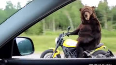 搞笑一幕：高速路上一头棕熊骑车被围观，之后