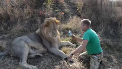 狮子不愿意梳毛，饲养员直接给了一巴掌，狮子