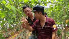 闽南语搞笑视频：大呆到农场体验生活，另类算
