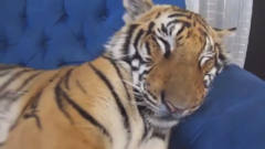 老虎正在睡觉，主人偷偷靠近吓唬它，镜头拍下