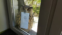 主人发现自家猫头鹰站在窗外，嘴里叼着东西，
