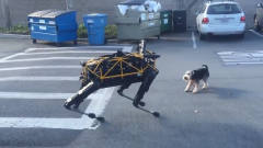 机器狗狗遇到一只宠物狗，会发生什么呢？ 镜头