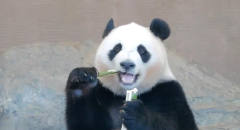胖嘟嘟的大熊猫美滋滋地吃竹子，这样子简直太