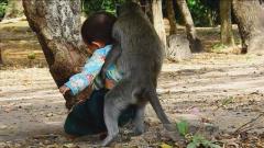 猴子把小女孩当自己孩子，寸步不离还抱着小女