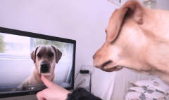 当狗狗看到电脑里的自己，反应实在是太逗了