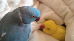 搞笑萌宠系列：鹦鹉裹在被子里睡觉，真是被它