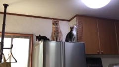 这三只猫，真是高冷的高冷逗比的逗比，还有一
