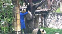 小熊猫爬高高，上的去下不来，这画面太逗了！
