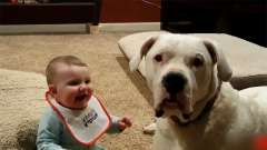 宝宝看到妈妈扔东西给狗狗吃，下一秒宝宝的反