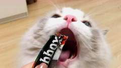 主人拿出零食逗猫咪，下一秒猫咪的反应让人意