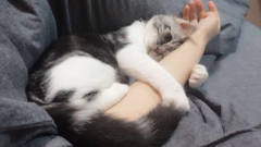 【每日一囧合辑】车里有只猫就是这种感觉…
