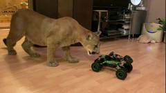 美洲狮被玩具车欺负，被吓得连连后退，真是太