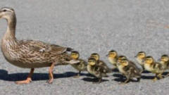 鸭妈妈带着小鸭子过马路，最后一只鸭子太出众