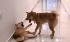 两只狗狗的友谊会被一个玩具给打碎，实在是太