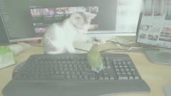 真逗！看到鹦鹉破坏主人键盘，家里的猫咪冲上
