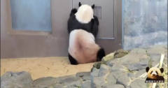 熊猫樱浜站在门口等了很久，小卖部都没开门，
