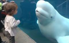 妈妈带孩子观看白鲸，白鲸猛地一回头吓唬小孩