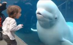 小女孩第一次见到白鲸，白鲸竟这样吓唬小孩子