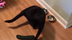 搞笑视频：在宠物猫旁边放一根黄瓜，喵星人的