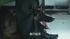 神犬奇兵：神犬一听到主人被停职，连忙钻出来