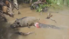 野猪被游客逗下水，成为了鳄鱼的食物，几秒钟