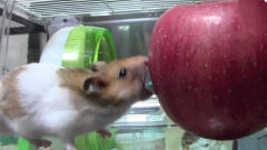 小仓鼠竟然在啃这么大苹果，太搞笑了！