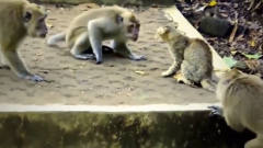 猴子被猫咪扇一巴掌，下一波操作让猴子“傻眼