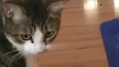 狗狗挠痒痒，再看看逗猫是什么感觉？