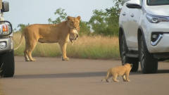 狮子妈妈叼着娃往前走，突然发现不对劲，接下