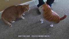 猫咪发现窗外有人在擦玻璃，接着搞笑的一幕发