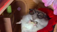 带着眼镜的仓鼠是不是很可爱啊，这个样子太逗
