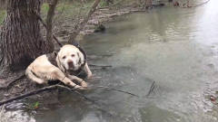 狗狗陪主人来河边钓鱼，最后睡着差点栽进水里