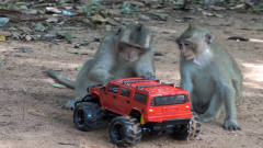 猴子抢走游客遥控汽车，坐在遥控汽车上，下一