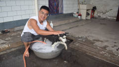 农村小伙用火腿哈士奇洗澡，洗到中途二哈竟要